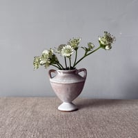 Image 3 of Medium Carinated 