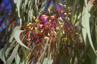 Image 1 of Eucalyptus sideroxylon ‘Rosea’ – Red Ironbark