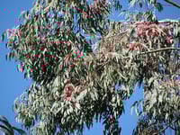 Image 6 of Eucalyptus sideroxylon ‘Rosea’ – Red Ironbark