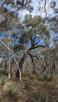 Image 2 of Eucalyptus sideroxylon ‘Rosea’ – Red Ironbark