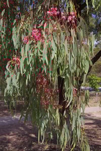 Image 4 of Eucalyptus sideroxylon ‘Rosea’ – Red Ironbark