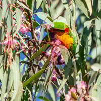 Image 7 of Eucalyptus sideroxylon ‘Rosea’ – Red Ironbark