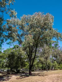 Image 5 of Eucalyptus sideroxylon ‘Rosea’ – Red Ironbark