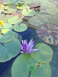 blue lotus meditation elixir