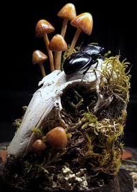 Image 3 of Rabbit Skull and Mushroom Glass Dome