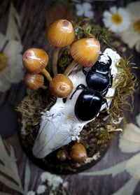 Image 4 of Rabbit Skull and Mushroom Glass Dome