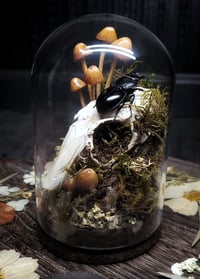 Image 2 of Rabbit Skull and Mushroom Glass Dome