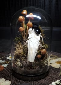 Image 1 of Rabbit Skull and Mushroom Glass Dome