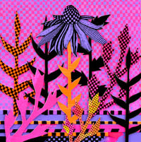 Image 2 of Little Sunset Daisy