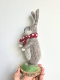 Image 4 of Handsome Hare