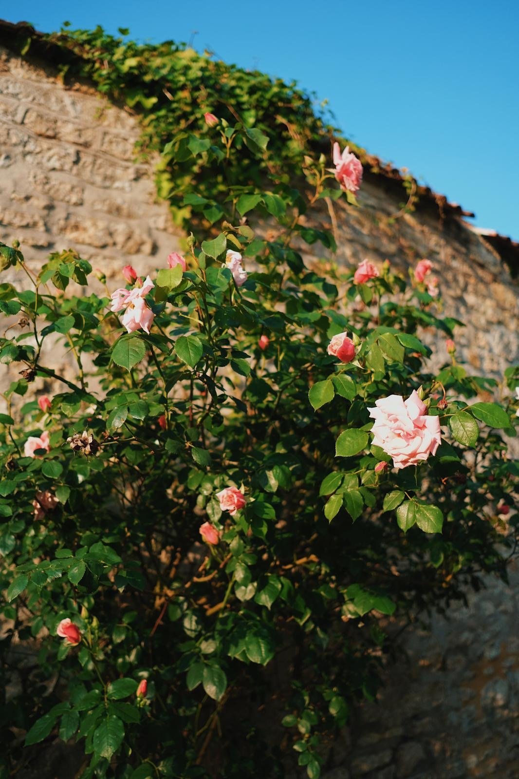 Image of GOOD VIBE MIST & GOLD SERUM SET