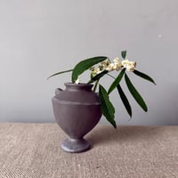 Image 4 of Medium Carinated 