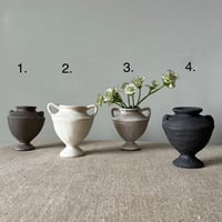 Image 2 of Medium Carinated 