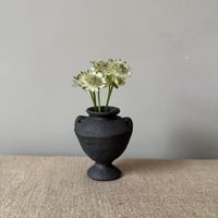 Image 5 of Medium Carinated 