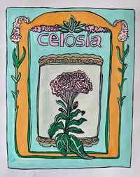 Celosia
