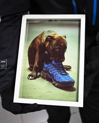 Image 2 of Série Noël - Staffie et requin