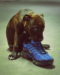 Image 3 of Série Noël - Staffie et requin