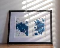 Image 1 of Lilly Blue