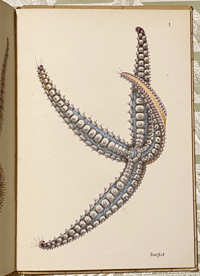 Image 9 of Seashore life and pattern a vintage King Penguin book