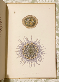 Image 10 of Seashore life and pattern a vintage King Penguin book