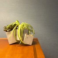 Image 4 of Square Root