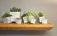 Image 2 of Square Root