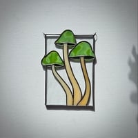 Image 3 of Mushrooms - Green Magic