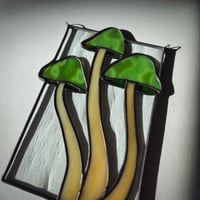 Image 5 of Mushrooms - Green Magic