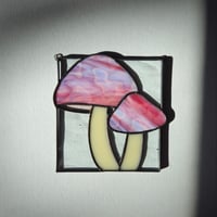 Image 1 of Mushrooms - Bubble Gum