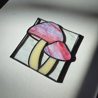 Image 4 of Mushrooms - Bubble Gum