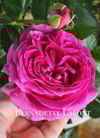 Image 1 of BERNADETTE LAFONT ROSE
