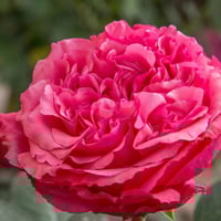 Image 1 of AUDREY FLEUROT ROSE