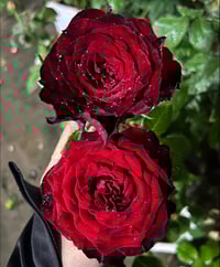 Image 1 of DARCULA’S KISS ROSE