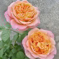 Image 1 of VICTORIAN SECRET ROSE