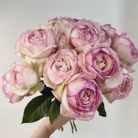 Image 1 of Pre-Order - LAROSE OPTIMISTE ROSE