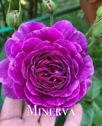 Image 1 of Pre-Order - MINERVA ROSE