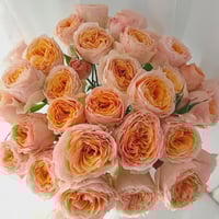 Image 1 of MICKEY BUBBLE ROSE