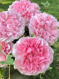 Image 1 of Pre-Order - MIRANDA (Ausimmon)