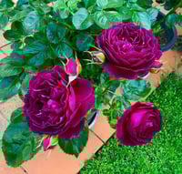 Image 1 of Pre-Order - EBB TIDE ROSE