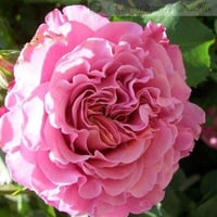 Image 1 of AGNES SCHILLINGER ROSE