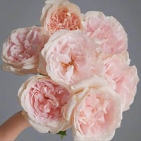 Image 1 of BLUSH SNOW ROSE