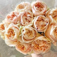 Image 1 of CHIFFON ROSE