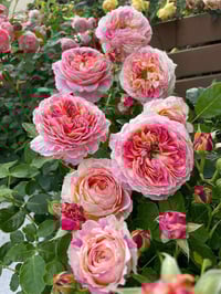 Image 3 of Pre-Order - CLAUDE MONET ROSE