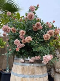 Image 1 of KOKO LOKO ROSE