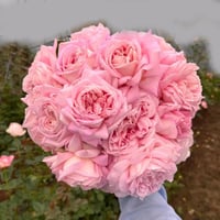 Image 1 of AMAZING GRACE ROSE