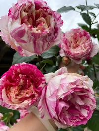 Image 1 of Pre-Order - EDOUARD MANET ROSE