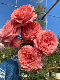 Image 1 of CORAIL GELEE ROSE