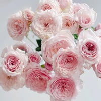 Image 1 of Pre-Order - MISAKI ROSE