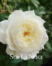 Image 1 of SUR LA NEIGE ROSE
