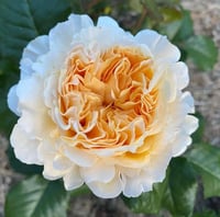 Image 1 of Pre-Order - BEATRICE ROSE